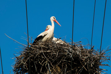 Two Adult White Stork in nest 