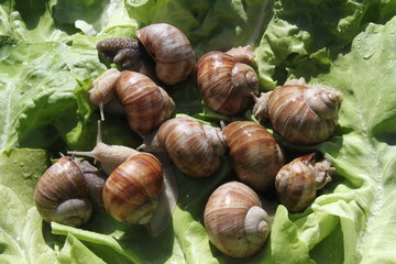 Weinbergschnecken im Salat