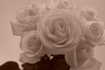 白い　バラ　薔薇　花束　白バック　白背景　セピア