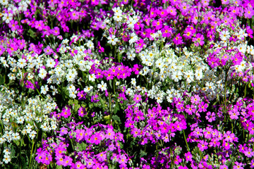 Obraz premium purple flowers in the garden
