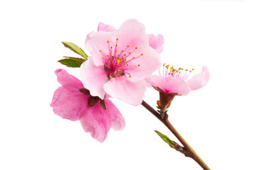 sakura flowers isolated