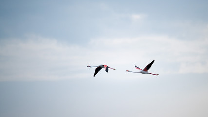 Flying Flamingos