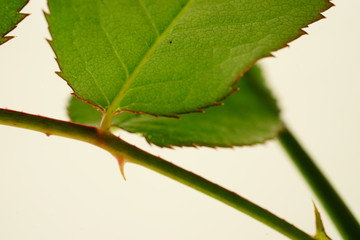 バラ　とげ　棘　白背景　接写　白バック
