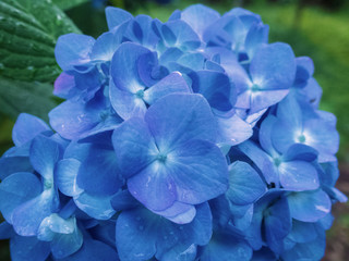 青いアジサイの花