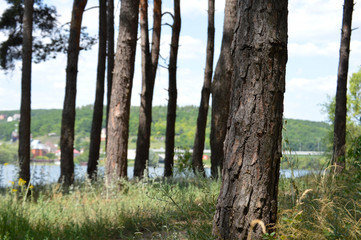 Blistering summer day. Pine trunks on a sunny day in the forest