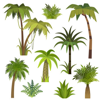 Cartoon palm tree. Jungle palm trees with green leaves, exotic hawaii forest, miami greenery coconut beach palms isolated vector set