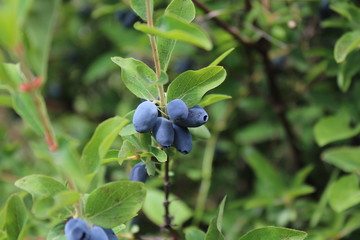 Fresh ripe blue honeysuckle berries on the branch. Selective focus. Haskap berry Bush.