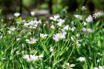 Closeup photo of flowers and grass.
