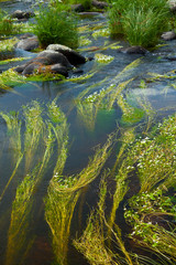 Garciaz river, Garciaz, Las Villuercas, Caceres, Extremadura, Spain, Europe