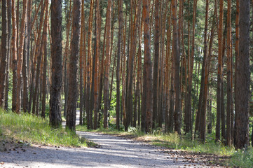 The road in the pine forest. Dusty road in a sunny, coniferous forest, bright summer day