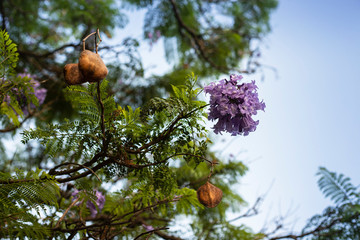 jacaranda tree lilac flowers on branches