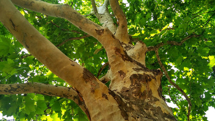 Fototapeta premium Sycamore. Platanus orientalis. Knotty yellow trunk with brown flaky bark. Bottom view