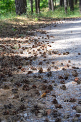 The road in the pine forest. Dusty road in a sunny, coniferous forest, bright summer day