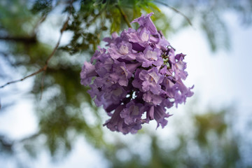 jacaranda tree lilac flowers on branch