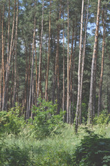 Blistering summer day. Pine trunks on a sunny day in the forest