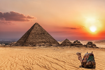 The Pyramid of Menkaure at sunset and a camel nearby, Giza, Egypt