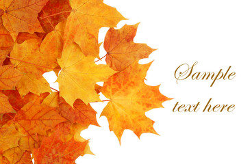Maple leaves isolated on white