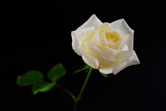 白い　バラ　薔薇　ばら　一輪　黒バック　黒背景　マクロ　接写　ビビットカラー