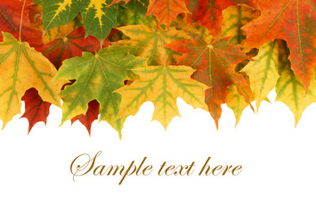 Autumn colorful maple leaves isolated on white background