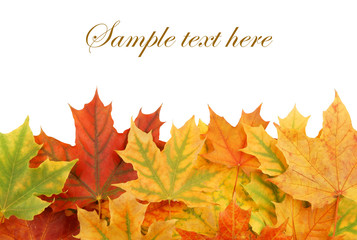 Autumn maple leaves isolated on white, fall background