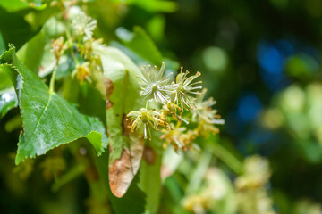 linden blossom inflorescence on the background of green leaves close-up