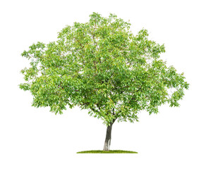 An isolated  tree on a white background - Walnut