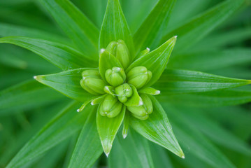 macro green textured plant leaf