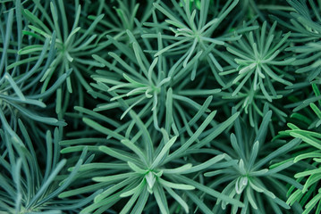 macro green textured plant leaf