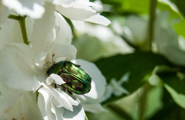 macro maybug on a white flower © Irina