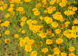Obraz premium Blühende Färberkamille, Anthemis tinctoria