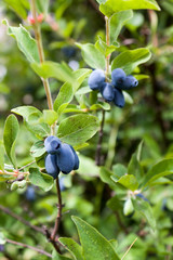 Fresh ripe blue honeysuckle berries on the branch. Selective focus. Haskap berry Bush.