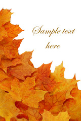 Maple leaves isolated on white background