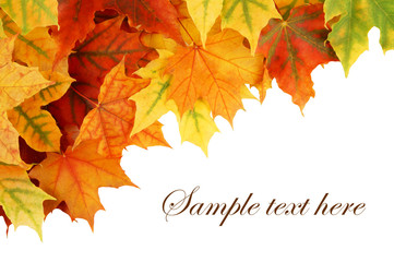 Autumn maple leaves isolated on white background