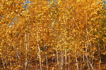 autumn  forest with yellow trees