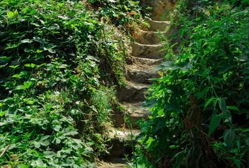 wild ground stars around plants
