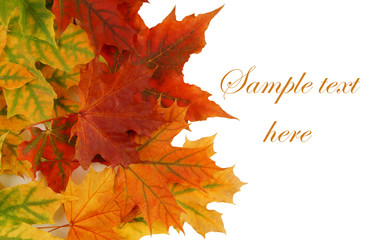 Maple leaves isolated on white background