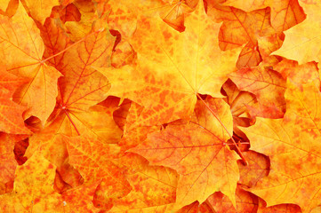 Naklejka na ściany i meble colorful maple leaves background