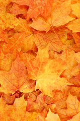 Autumn colorful maple leaves background