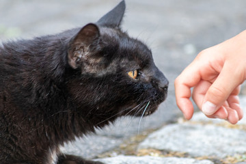 Wilde schwarze Katze schnuppert an den Fingern einer Kinderhand und lässt sich nach der Zähmung vielleicht streicheln
