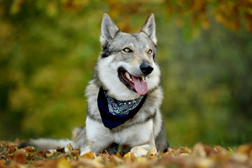 Czechoslovak shepherd with black scarf on neck lying in leaves with trees in background