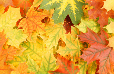 Naklejka na ściany i meble colorful maple leaves isolated on white background