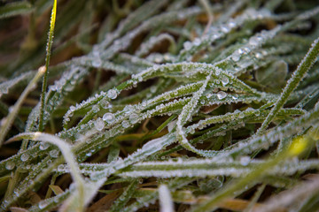 Frozen morning dew on grass leaves