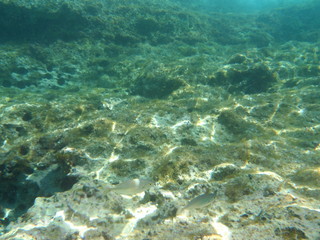 view of sea and coral reef underwater
