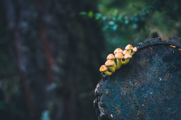 Small mushrooms group growing on a cut tree trunk