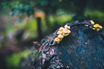 Small mushrooms group growing on a cut tree trunk
