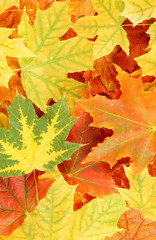 Naklejka na ściany i meble Autumn maple leaves 
