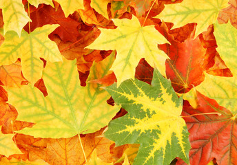 Naklejka na ściany i meble Autumn colorful maple leaves background