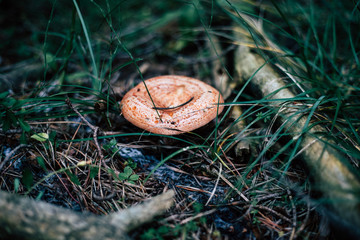 Big bloody milk cap mushroom emerging from the grass and branches
