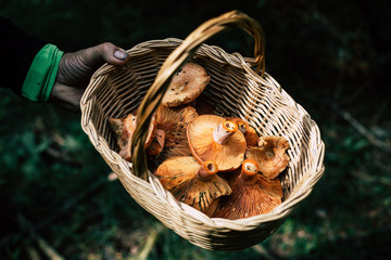 Man hand holding basket with picked bloody milk cap mushrooms