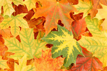 Autumn maple leaves close up